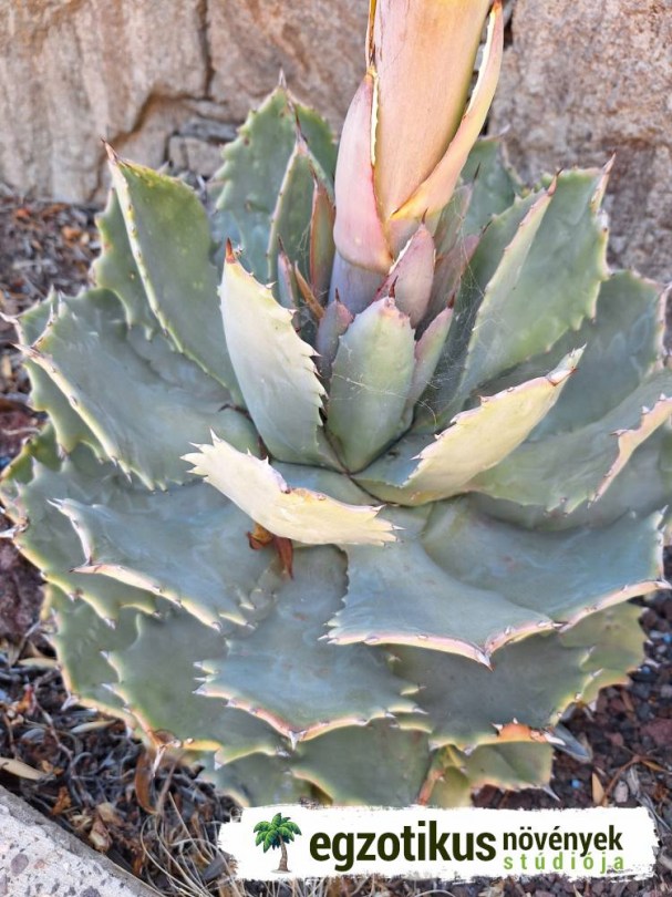 Agave , Agave potatorum, Agave potatorum, etnobotanika